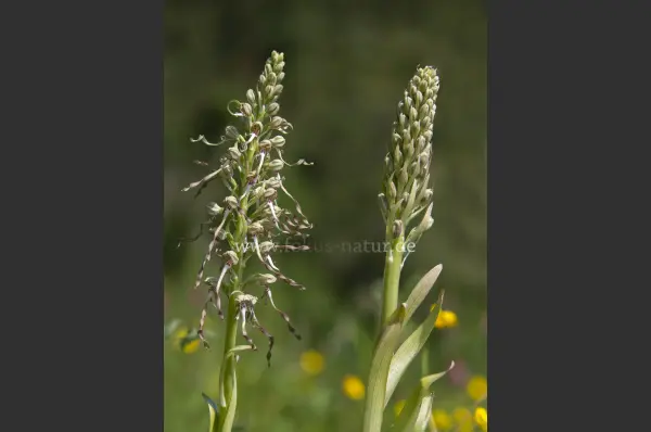 Fokus-Natur Bild