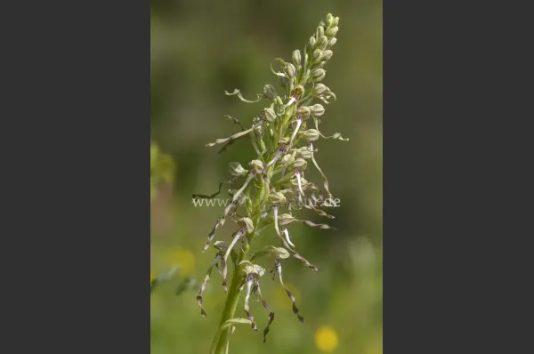 Fokus-Natur Bild