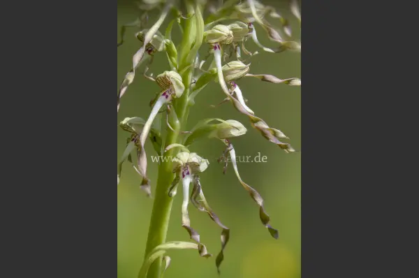 Fokus-Natur Bild