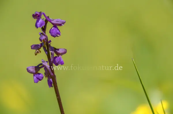 Fokus-Natur Bild