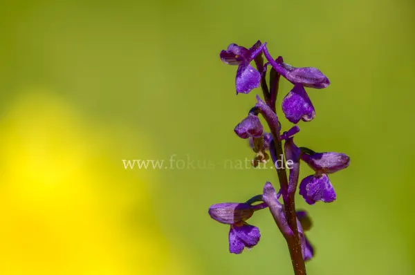 Fokus-Natur Bild