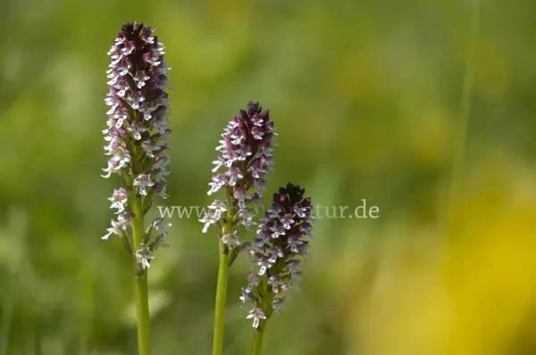 Fokus-Natur Bild