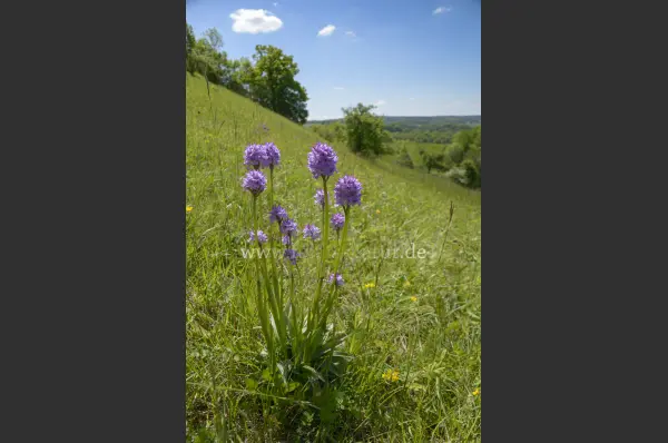 Fokus-Natur Bild
