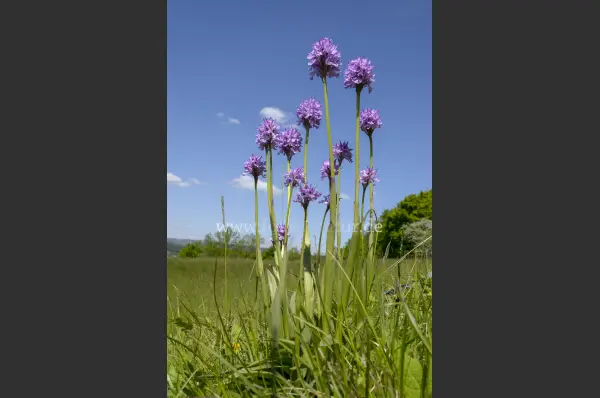 Fokus-Natur Bild