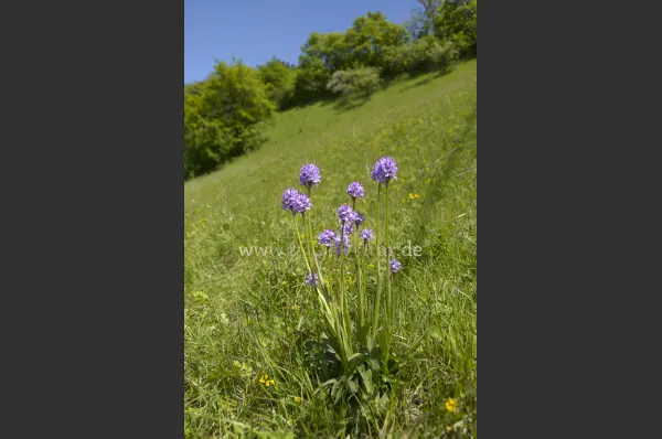 Fokus-Natur Bild