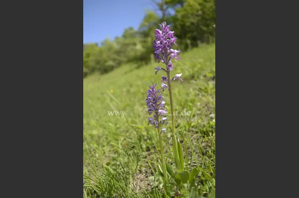 Fokus-Natur Bild