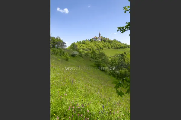 Fokus-Natur Bild