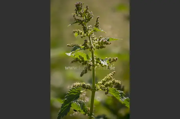 Fokus-Natur Bild