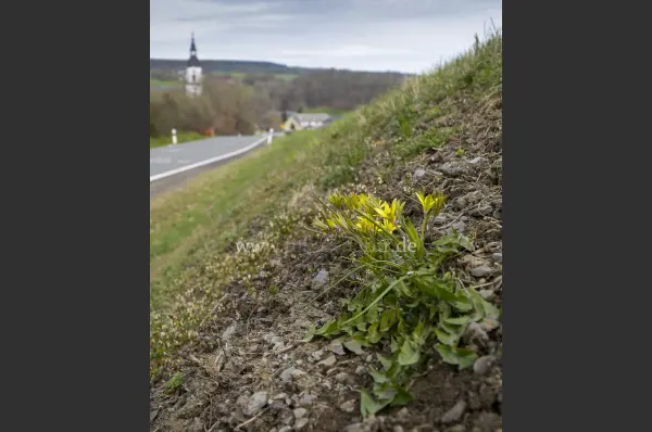 Fokus-Natur Bild