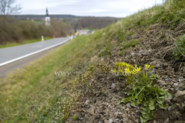 Fokus-Natur Bild