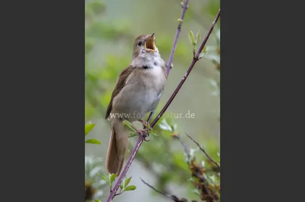Fokus-Natur Bild