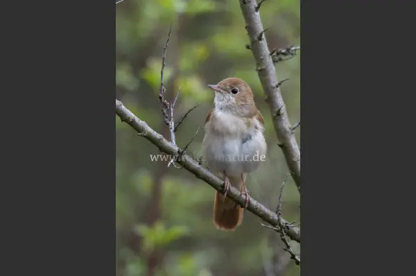 Fokus-Natur Bild