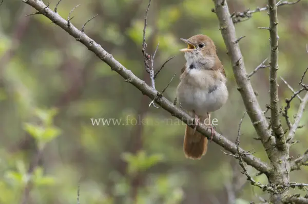 Fokus-Natur Bild