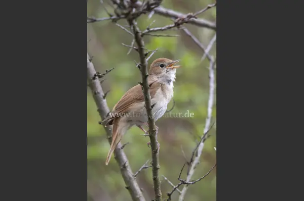 Fokus-Natur Bild