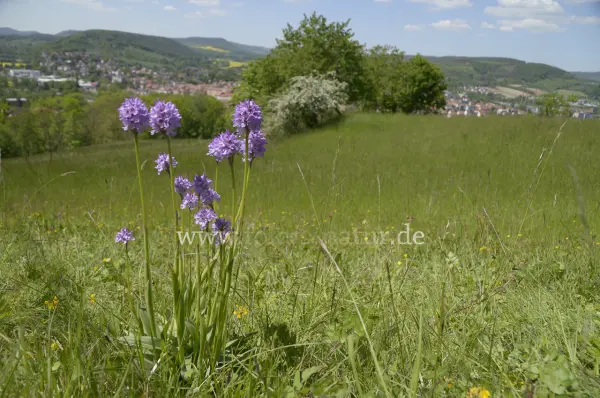 Fokus-Natur Bild