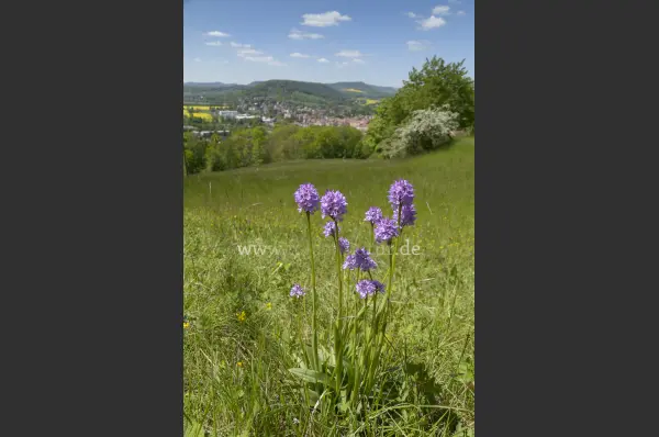 Fokus-Natur Bild