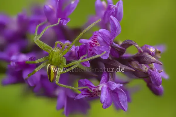 Fokus-Natur Bild
