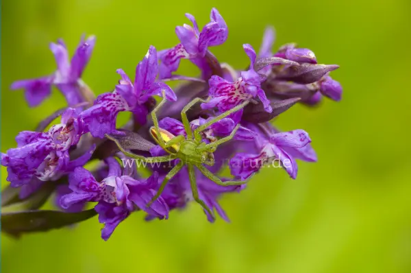 Fokus-Natur Bild