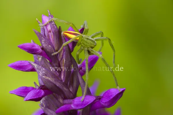 Fokus-Natur Bild