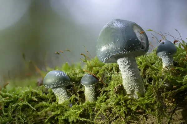 Fokus-Natur Bild