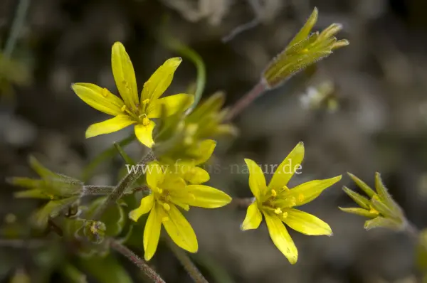 Fokus-Natur Bild