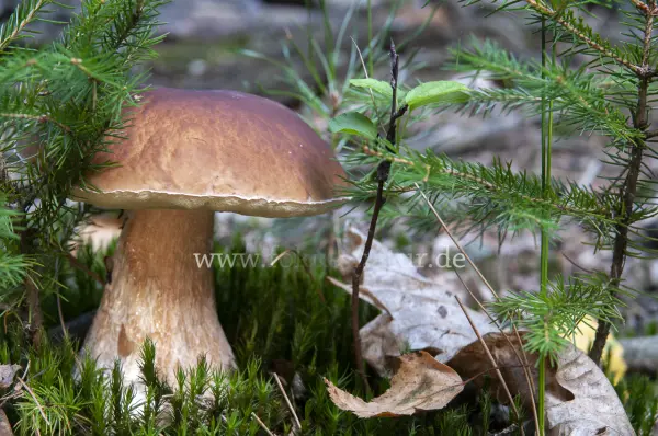 Fokus-Natur Bild