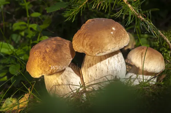 Fokus-Natur Bild