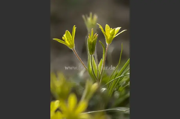 Fokus-Natur Bild