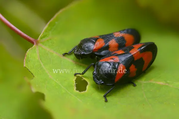 Fokus-Natur Bild