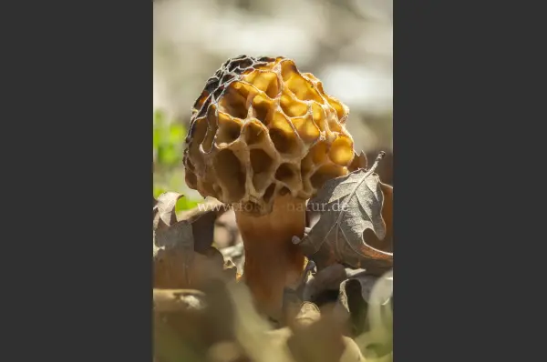 Fokus-Natur Bild