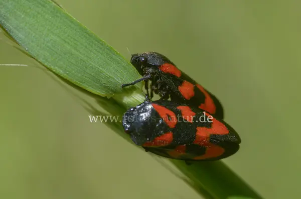 Fokus-Natur Bild