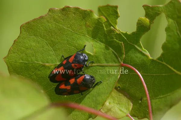Fokus-Natur Bild