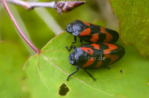 Fokus-Natur Bild