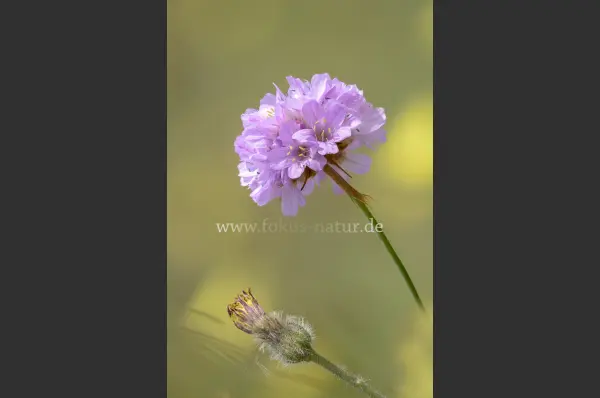 Fokus-Natur Bild