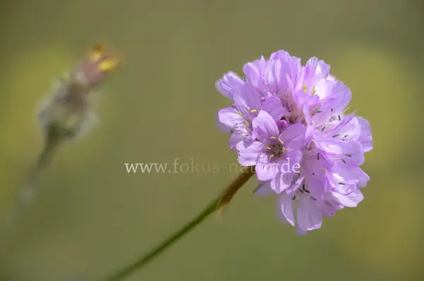 Fokus-Natur Bild