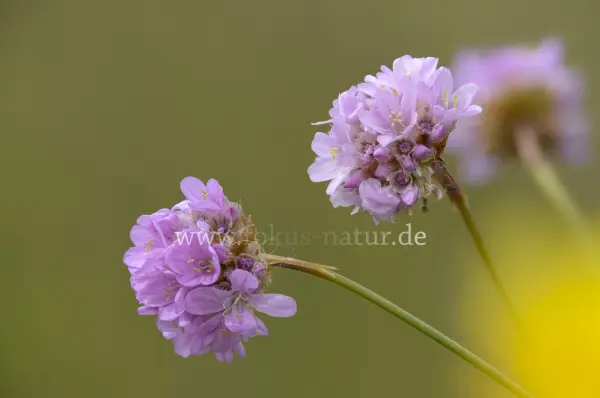 Fokus-Natur Bild