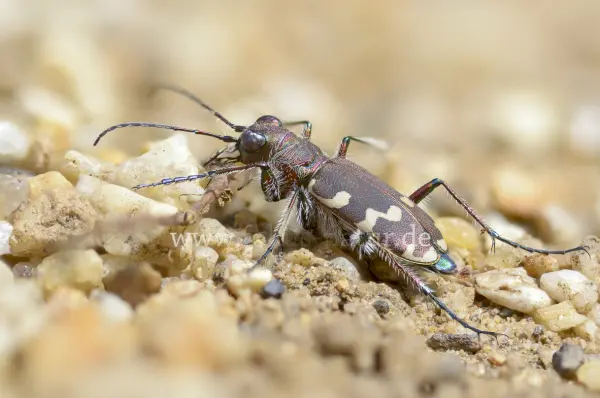 Fokus-Natur Bild