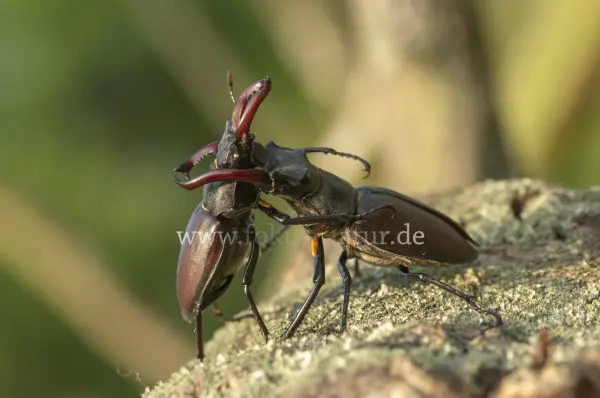 Fokus-Natur Bild