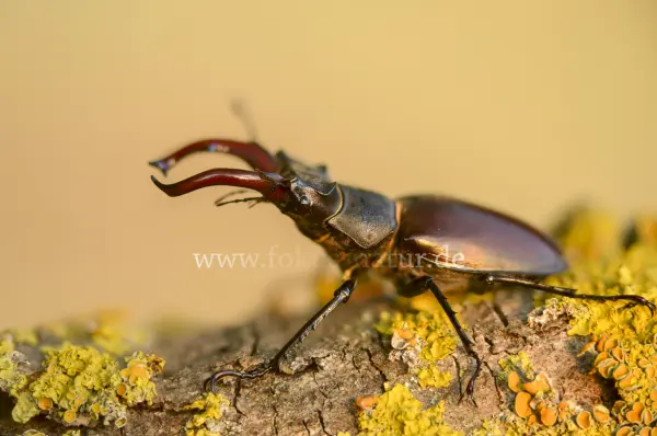 Fokus-Natur Bild