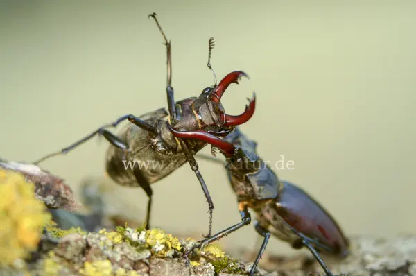 Fokus-Natur Bild