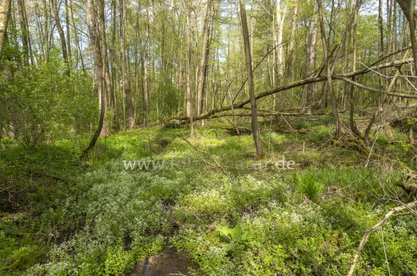 Fokus-Natur Bild