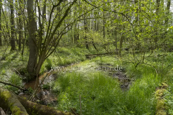 Fokus-Natur Bild