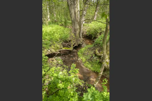 Fokus-Natur Bild