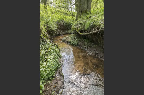 Fokus-Natur Bild