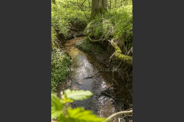 Fokus-Natur Bild