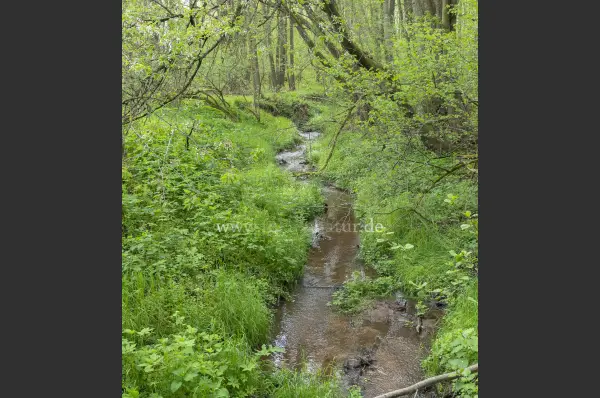 Fokus-Natur Bild