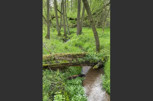 Fokus-Natur Bild