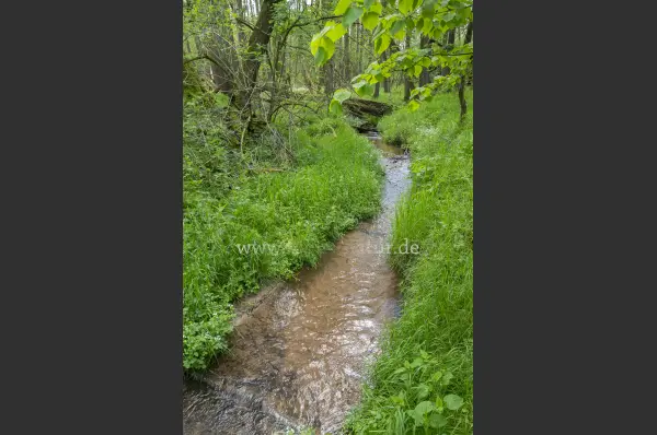 Fokus-Natur Bild