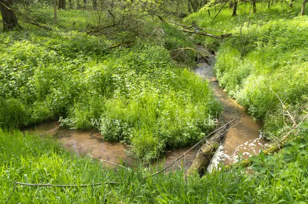 Fokus-Natur Bild