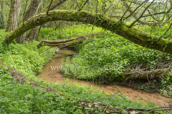 Fokus-Natur Bild